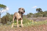 CANE CORSO 339